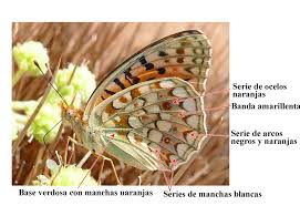 Attēlu rezultāti vaicājumam “Argynnis niobe”
