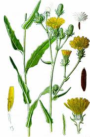 Attēlu rezultāti vaicājumam “Picris hieracioides”