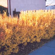 Attēlu rezultāti vaicājumam “Ribes alpinum”