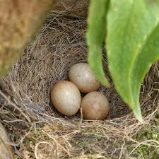 Attēlu rezultāti vaicājumam “Erithacus rubecula nest”