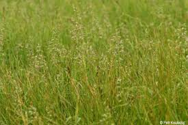 Attēlu rezultāti vaicājumam “Poa humilis”