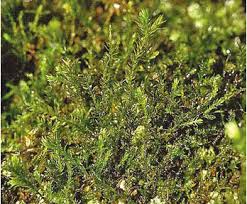 Attēlu rezultāti vaicājumam “Anomodon longifolius”