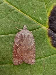 Attēlu rezultāti vaicājumam “Acleris aspersana”