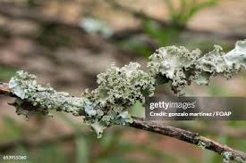 Attēlu rezultāti vaicājumam “Hyphodontia barba-jovis”