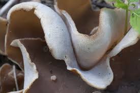 Attēlu rezultāti vaicājumam “Peziza repanda”