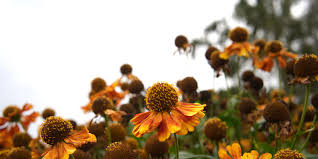 Attēlu rezultāti vaicājumam “Succisa pratensis flower”