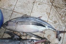 Image result for Thunnus alalunga