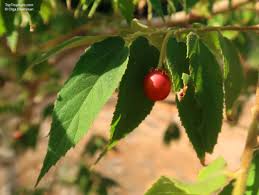 Attēlu rezultāti vaicājumam “Calamagrostis canescens fruit”