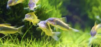 Image result for fish corydoras