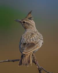 Attēlu rezultāti vaicājumam “Galerida cristata adult”