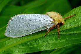 Attēlu rezultāti vaicājumam “Hepialidae”