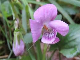 Attēlu rezultāti vaicājumam “Viola odorata flower”