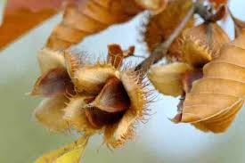 Attēlu rezultāti vaicājumam “Fagus sylvatica male flower”