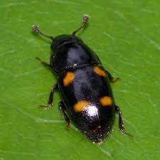 Attēlu rezultāti vaicājumam “Glischrochilus hortensis”