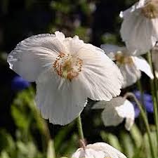 Image result for Meconopsis betonicifolia alba