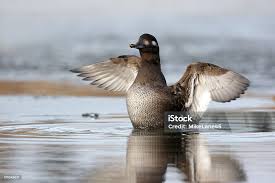 Attēlu rezultāti vaicājumam “Melanitta fusca”