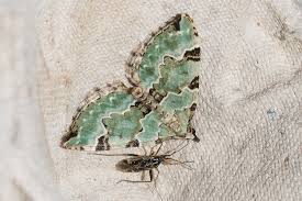 Attēlu rezultāti vaicājumam “Colostygia pectinataria”