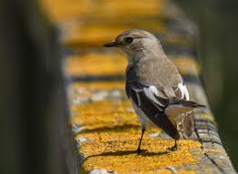 Image result for Ficedula albicollis