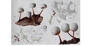 Attēlu rezultāti vaicājumam “Physarum, Nannengaella sp.”