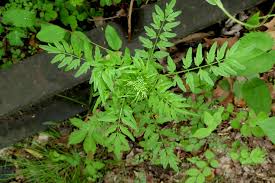 Attēlu rezultāti vaicājumam “Cardamine impatiens”