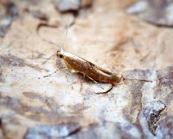 Attēlu rezultāti vaicājumam “Argyresthia albistria”