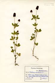 Attēlu rezultāti vaicājumam “Trifolium spadiceum”