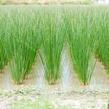 Attēlu rezultāti vaicājumam “Schoenoplectus lacustris subsp. glaucus fruit”