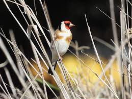 Attēlu rezultāti vaicājumam “Carduelis carduelis”