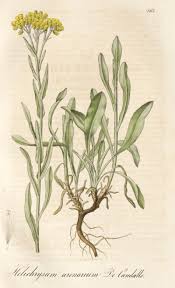 Attēlu rezultāti vaicājumam “Helichrysum arenarium”