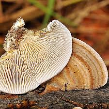 Attēlu rezultāti vaicājumam “Lenzites betulina”