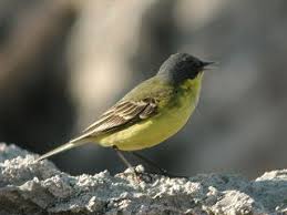 Attēlu rezultāti vaicājumam “Motacilla flava flava adult”