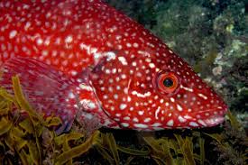 Image result for Labrus bergylta