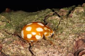 Attēlu rezultāti vaicājumam “Calvia decemguttata”