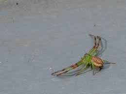 Attēlu rezultāti vaicājumam “Thomisidae”