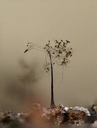 Attēlu rezultāti vaicājumam “Paradiacheopsis rigida”