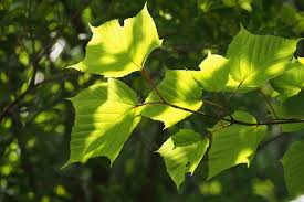 Attēlu rezultāti vaicājumam “Acer rufinerve flower”