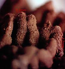 Attēlu rezultāti vaicājumam “Symphytocarpus impexus spores”