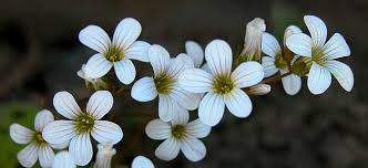 Attēlu rezultāti vaicājumam “Saxifraga granulata”