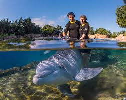 Image result for Dolphins Sheltered & Disabled Swim Club