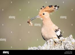 Attēlu rezultāti vaicājumam “Upupa epops adult”