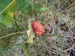 Attēlu rezultāti vaicājumam “Calla palustris fruit”