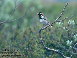 Image result for Calcarius lapponicus