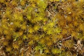 Attēlu rezultāti vaicājumam “Rhynchostegiella tenella”