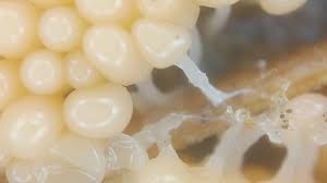 Attēlu rezultāti vaicājumam “Heterotrichia ferruginea (syn. Arcyria ferruginea)”