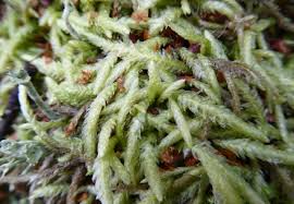 Attēlu rezultāti vaicājumam “Dicranum undulatum”