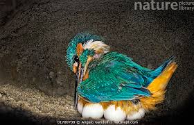 Attēlu rezultāti vaicājumam “Alcedo atthis nest”