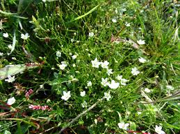 Attēlu rezultāti vaicājumam “Sagina nodosa”