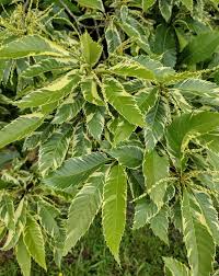 Attēlu rezultāti vaicājumam “Castanea sativa”