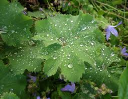 Image result for Frauenmantel