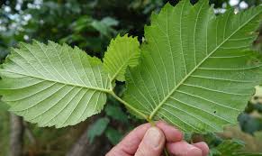 Attēlu rezultāti vaicājumam “Ulmus laevis leaf”